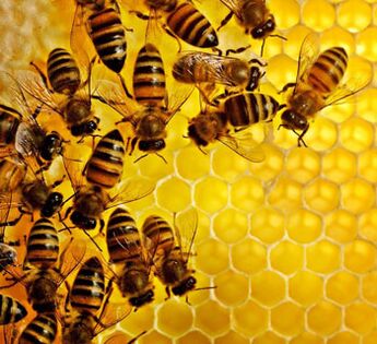 Beekeeping products against prostate inflammation