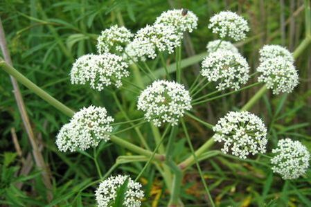 The Boligoli plant is used to treat prostatitis