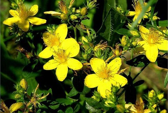 St. John's wort is a medicinal plant that helps fight prostatitis
